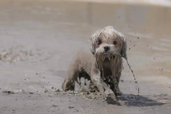 e1bedca7-d2d1-4c1b-8820-89daded21de2